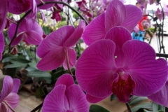 Orchidshow Gurney - 162