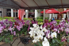 Orchidshow Gurney - 170