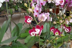 Orchidshow Gurney - 172