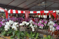 Orchidshow Gurney - 182