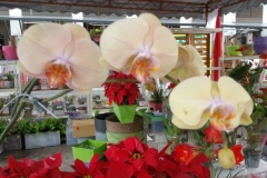 Orchidshow Gurney - 184