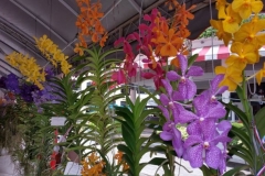 Orchidshow Gurney - 190