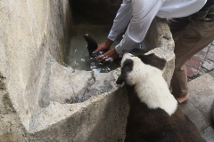 0020-Baptising-a-chook