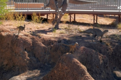 0530-Australian-Age-of-Dinosaurs-37
