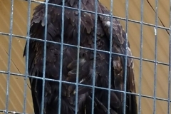 oznor