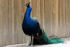 oznor