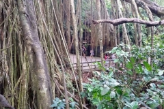 Ubud Monkey Forest Bali024