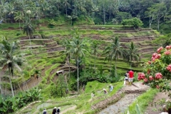 Ubud Monkey Forest Bali279