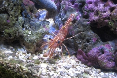 LangkawiUnderwaterWorld - 054