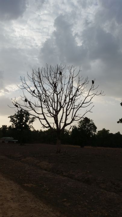 Kanha Earth Safari-13-06-16-001