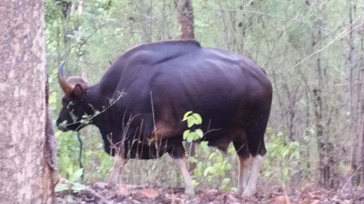 Kanha Earth Safari-13-06-16-006