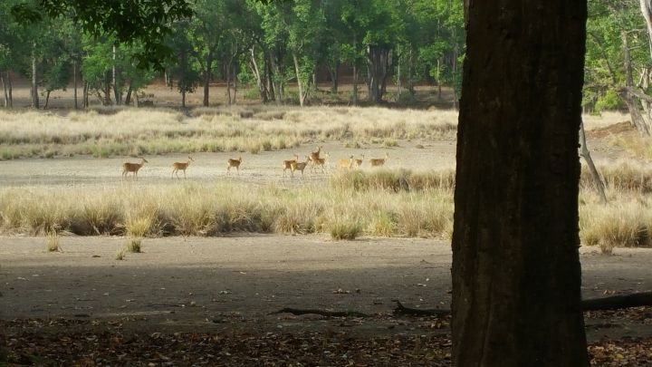 Kanha Earth Safari-13-06-16-016