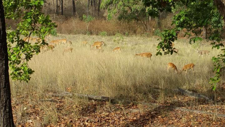 Kanha Earth Safari-13-06-16-026