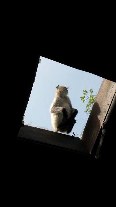 Monkey skylight