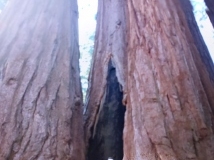 GiantSequoias-000283